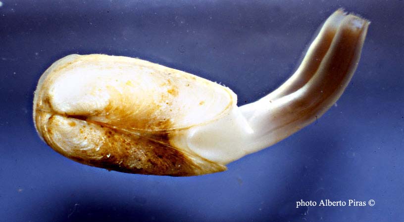 Gastrochaena dubia